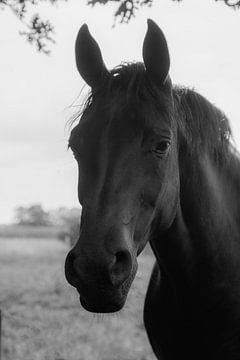 Paarden van By Foto Joukje