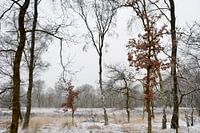 Dutch Winter