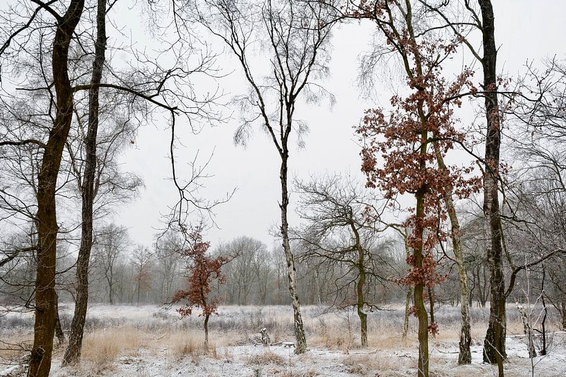 Dutch Winter by Dorien van Witteveen