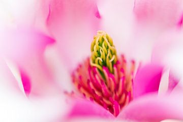 Pink Magnolia macro von Dennis van de Water