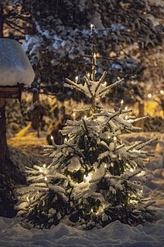 Vers ingesneeuwde kerstboom met lichtjes in de tuin 's avonds van chamois huntress