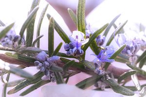 Rosemary in bloom
