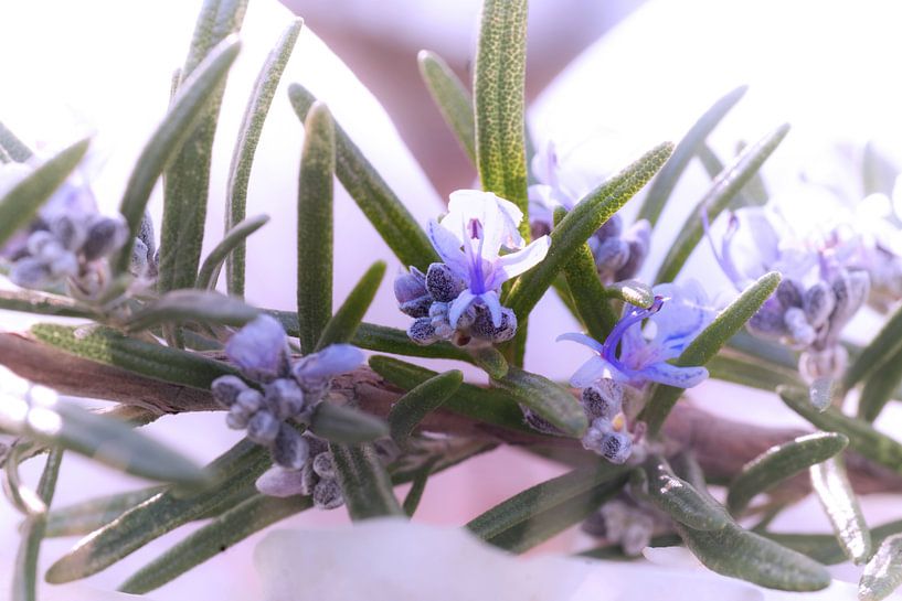 Rosemary in bloom by Tanja Riedel