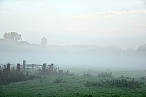La beauté naturelle dans le brouillard