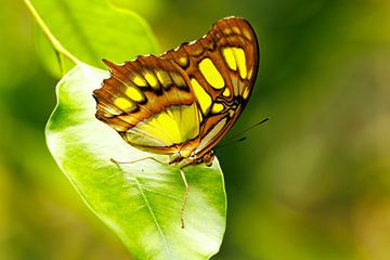 Papillon en malachite sur John Brugman