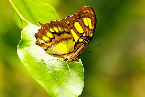 Malachite butterfly