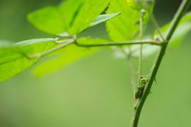 Tree frog hidden between the blackberry bushes in the Achterhoek by Jeroen Stel