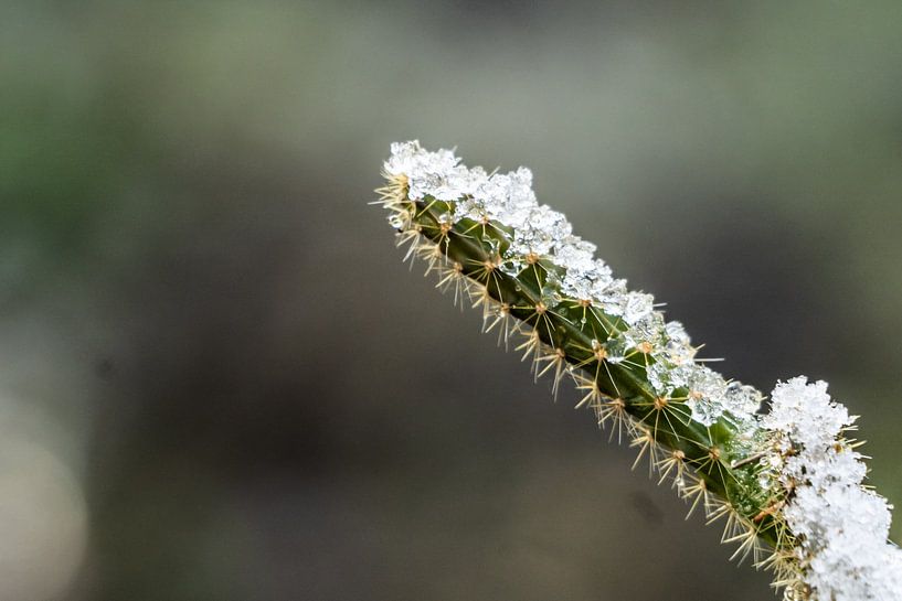 IJscactus von Diana Kors