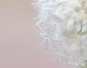 Macro paardenbloem met druppeltjes van Lindy Hageman