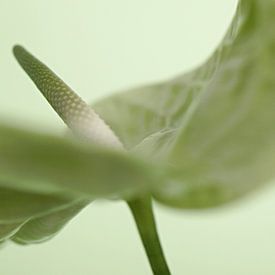 Spathipyllum van Inge Berken