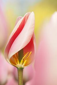 Detail van een roze tulp.