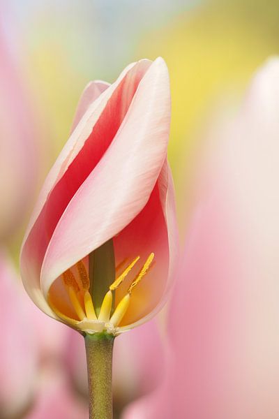 Detail van een roze tulp. van Astrid Brouwers