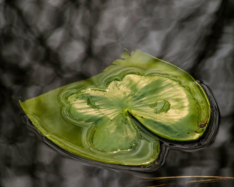 Waterlelie-vlinder von Connie Posthuma