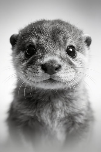 Porträt eines Otterbabys in Schwarz-Weiß – Poster