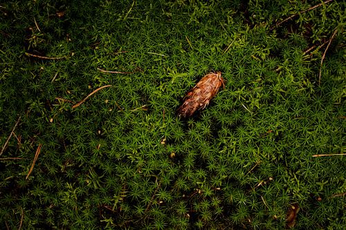 lone pine cone