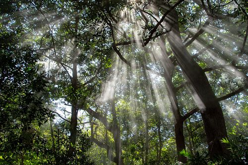 Sun harps in the forest