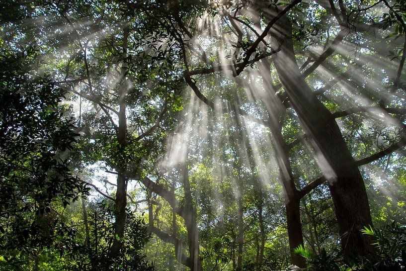 Zonneharpen in het bos van Ton Wever