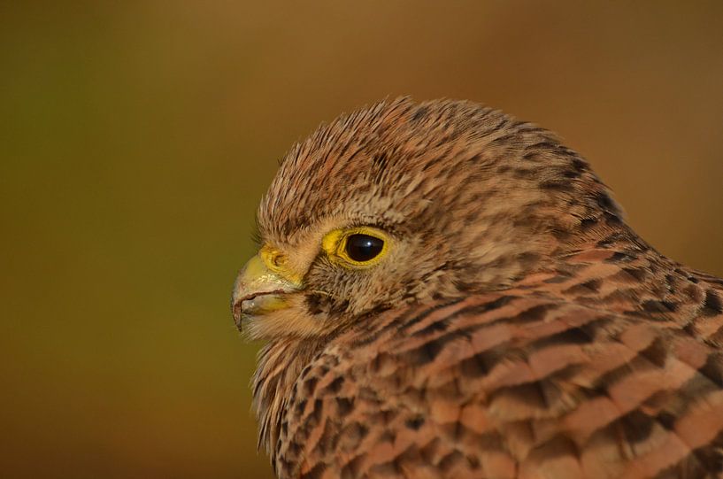 Torenvalk  by Matthias Erkelens