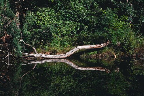Boom met reflectie in meer. Bos Emmerdennen, Emmen | Natuurfotografie