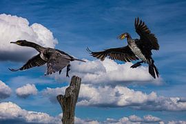 Cormorants in flight and landing on Tree. by Brian Morgan