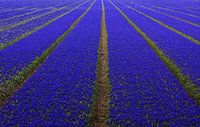 Blaues Blumenzwiebelfeld bei Lisse von Huub Keulers Miniaturansicht