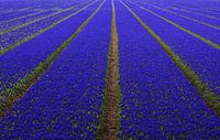 Bauw bloembollenveld bij Lisse