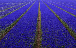 Blaues Blumenzwiebelfeld bei Lisse von Huub Keulers