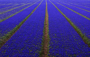 Champ de bulbes à fleurs bleues près de Lisse