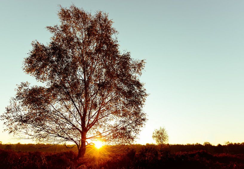 Sunrise/sunset with tree by Peter van den Berg