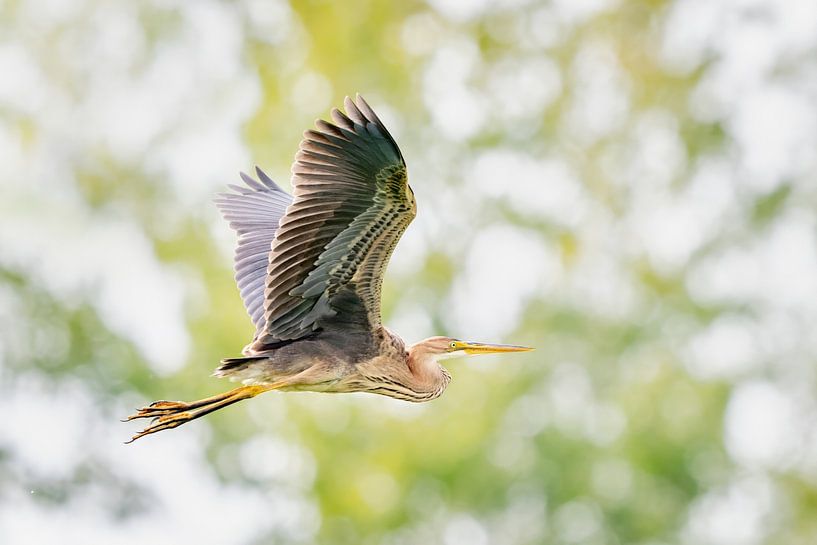 Purple heron in flight by Gonnie van de Schans