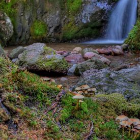 Wasserfall mit Pilzen von Cor Brugman
