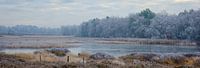 Frozen morning by Johan Vanbockryck thumbnail