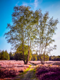 Blühende Heide von Ina Bloemendal