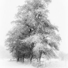 Winterse rust in het Land van Cuijk – Beers (NB) van Lex Schulte