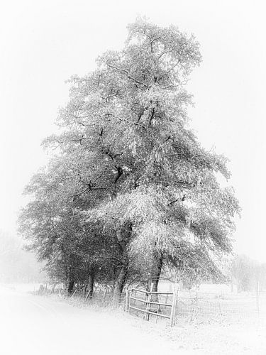 Winter peace in the Land of Cuijk - Beers (NB) by Lex Schulte