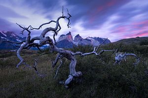 Ein uralter verdrehter Baum in Patagonien