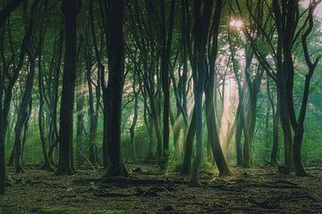 Des arbres qui dansent dans la lumière brumeuse du soleil sur Fotografiecor .nl
