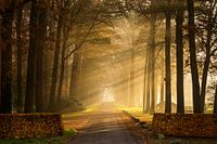 rayons solaires
