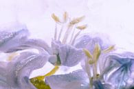 Scilla in ice, coloured blue by Marc Heiligenstein thumbnail
