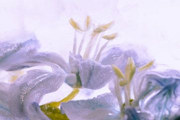 Scilla in ice, coloured blue by Marc Heiligenstein