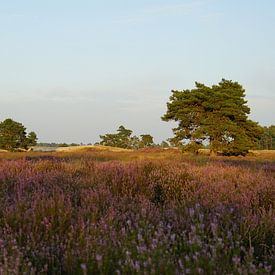 Heather in the Loonse and Drunense Dunes by Luci light