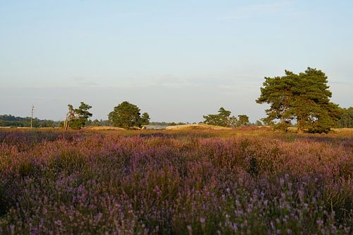 Heather in the Loonse and Drunense Dunes