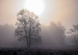the tree, the sun and the mist