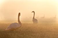 Schwan am Morgen im Nebel