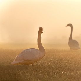 Un cygne au matin dans le brouillard sur Patricia Mallens