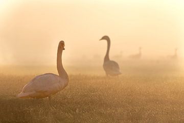 Zwaan in ochtend in de mist