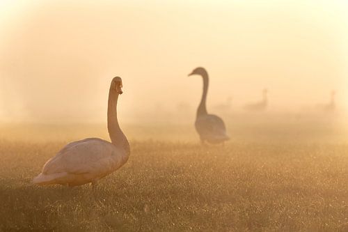 Swan in the morning in the fog