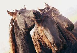 drie musketiers by Els Fonteine