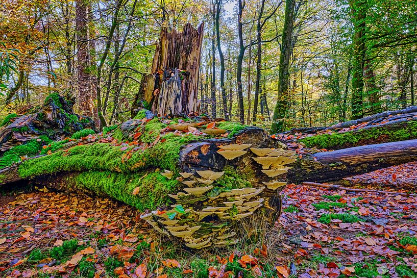 Solid Hole in autumn colours by eric van der eijk