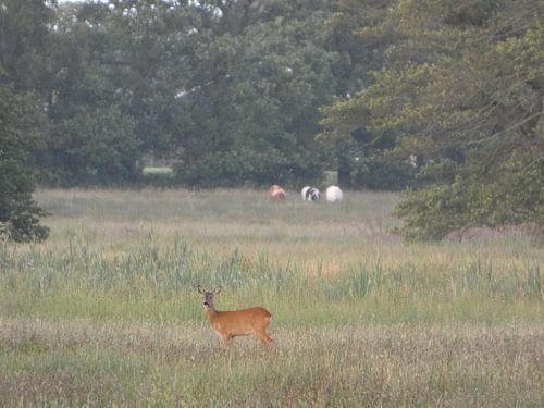 Reh mit Kühen im Hintergrund